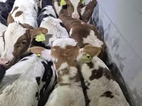 Cattle (batch, sex not specified), Cattle — photo 2