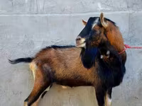 Goat, Alpine goat — photo 2