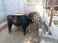 雄牛, Swiss cattle — 写真 5