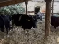Toro, Raza Holstein — foto 4