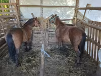 Horse (M), Horses — photo 3