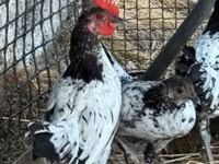 Chickens — फ़ोटो 5