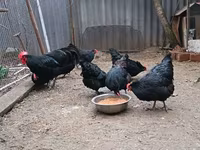 Australorp — fotografija 8