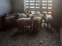Schaf, Racka sheep — Foto 5