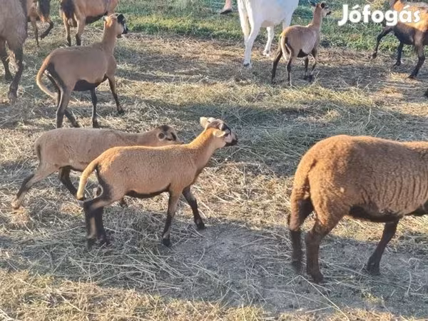 Ram, Cameroon sheep