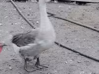 Turkeys — Foto 1