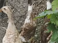 إنديان رانر — الصورة 2