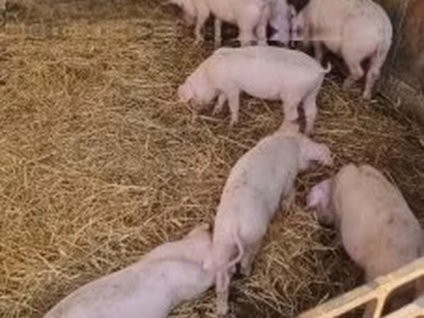 Świnie (partia, płeć nieokreślona), Świnie — Węgry