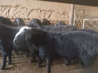 Ovan, Rhon sheep — fotografija 2