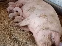母猪, Крупная белая — 照片 3