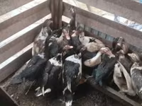 Ducks — फ़ोटो 1