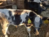 牛只（批次，未指定性别）, Belgian Blue — 照片 2