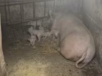 母猪, Крупная белая — 照片 1