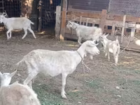 Koza, Dutch Landrace goats — fotografija 7