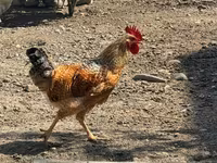 Ameraucana — photo 8