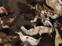 Ducks — الصورة 2