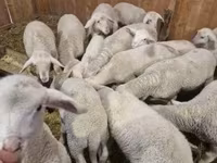 Widder, Merinoland sheep — Foto 2