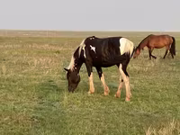 Pastuv, Russian Heavy Draft — fotografija 7