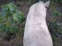 猪（批次，未指定性别）, Pigs — 照片 3