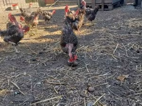 Danish hen