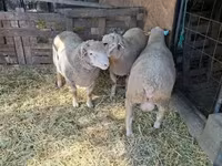 Carneiro, Ile-de-France sheep — foto 1