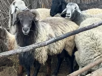Ovan, Karakul sheep — fotografija 1