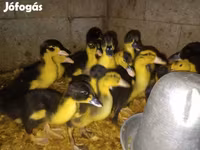 Nemački pekin — fotografija 6