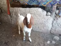 Jarac, Boer goat — fotografija 1