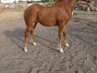 母马, Horses — 照片 3