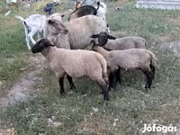Ram, Sheep — photo 2