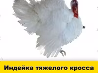 Chickens — photo 2