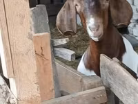 雄ヤギ, Boer goat — 写真 6