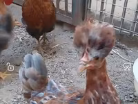Chickens — fotografija 3
