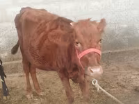 Sigir, Red Estonian cattle — 2-rasm
