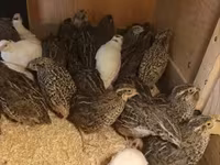 Quails — fotografija 1