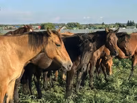 Pastuv, Bashkir horse — fotografija 3