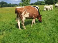 雌牛, Simmental cattle — 写真 1