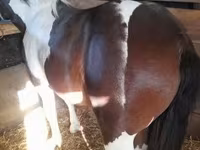 Cavalo, Cavalos — foto 5