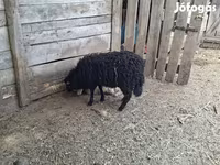 Sheep, Racka sheep — photo 3