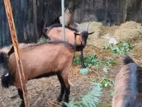 Kozioł, Kozy — Węgry