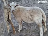 Sheep, Sheep — photo 3