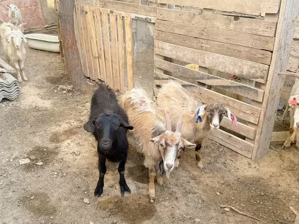 Chèvre, Chèvres