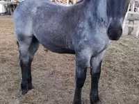 Yegua, Caballos — foto 4