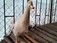 Amerykański Pekin — zdjęcie 1