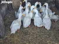 Ducks — fotografija 2