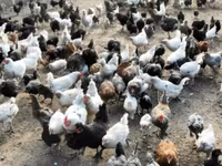 Turkeys — 写真 3