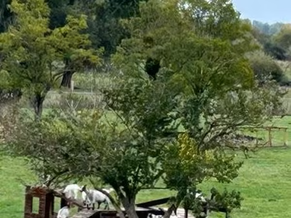 Cabra, Dutch Landrace goats