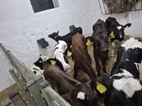 雄牛, Russian Black pied cattle — 写真 2