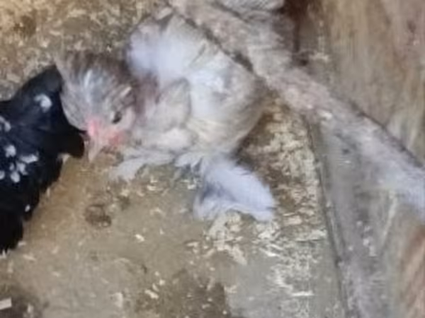 Chickens