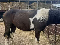 Cheval, Chevaux — photo 3